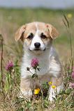 CORGI PEMBROKE 408